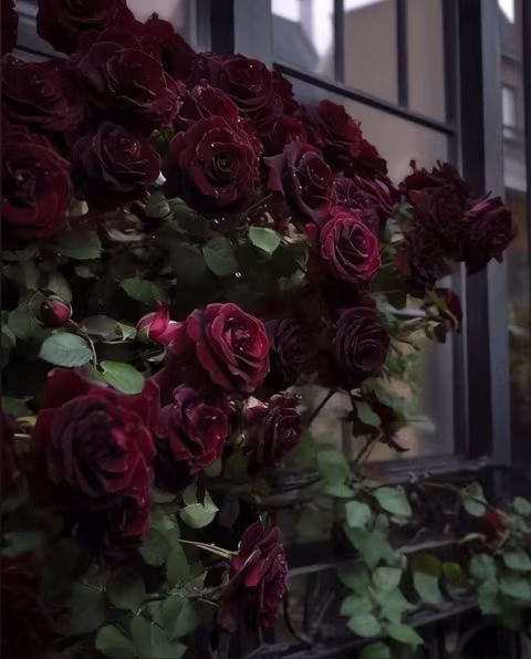 𝓐𝓶𝓮𝓷𝓽𝓱𝔂 🥀